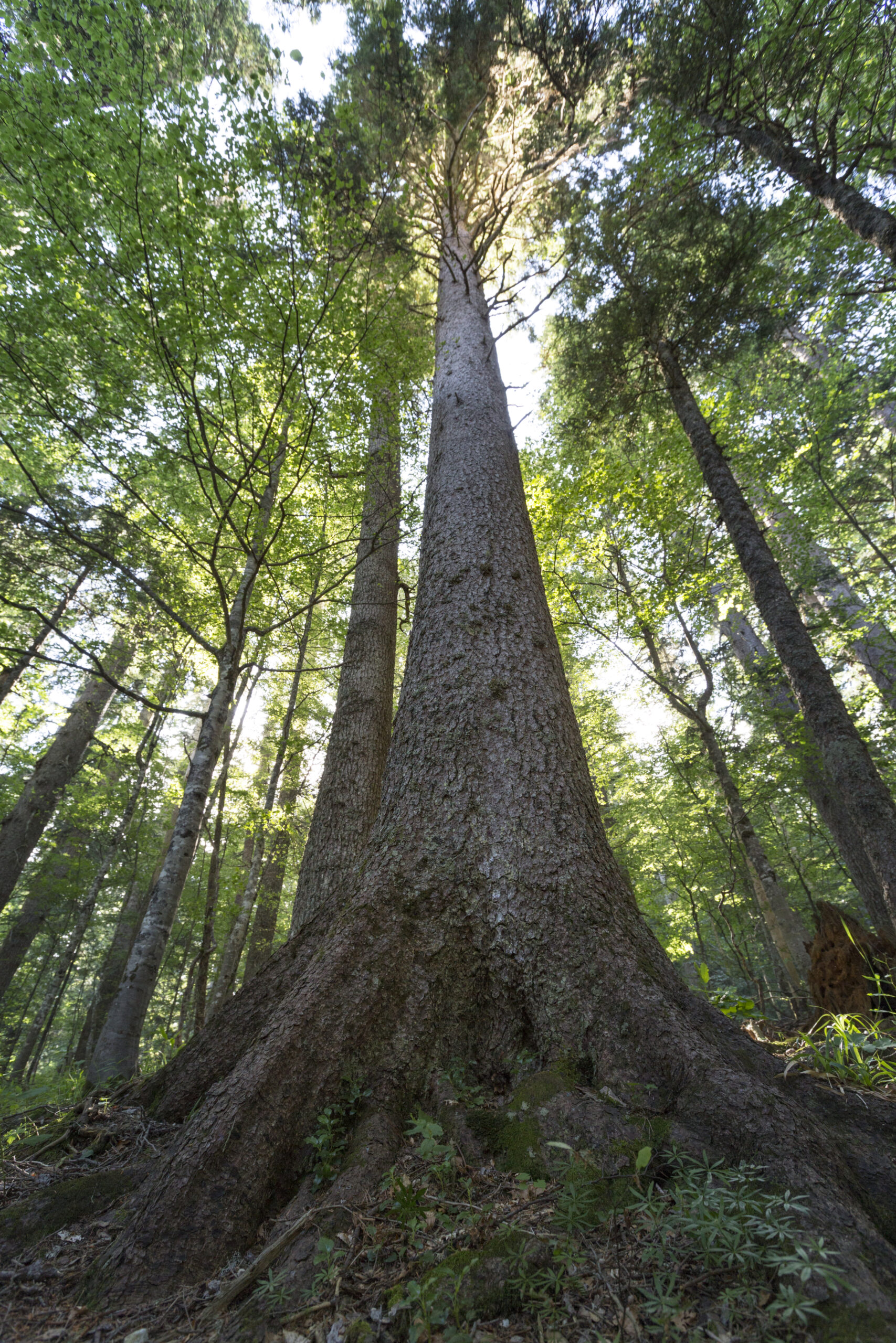 tree in forest Ancient tree in Perucica Forest, one of Europe's last primeval forests, surrounded by lush greenery and untouched wilderness.